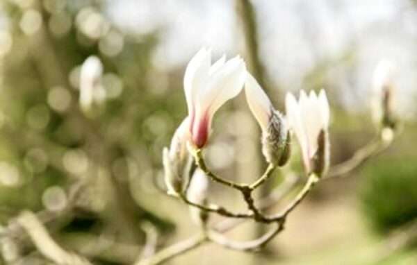 small-Magnolienknospe am Baum